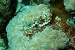 20010622_Ras_Abu_Soma_0040